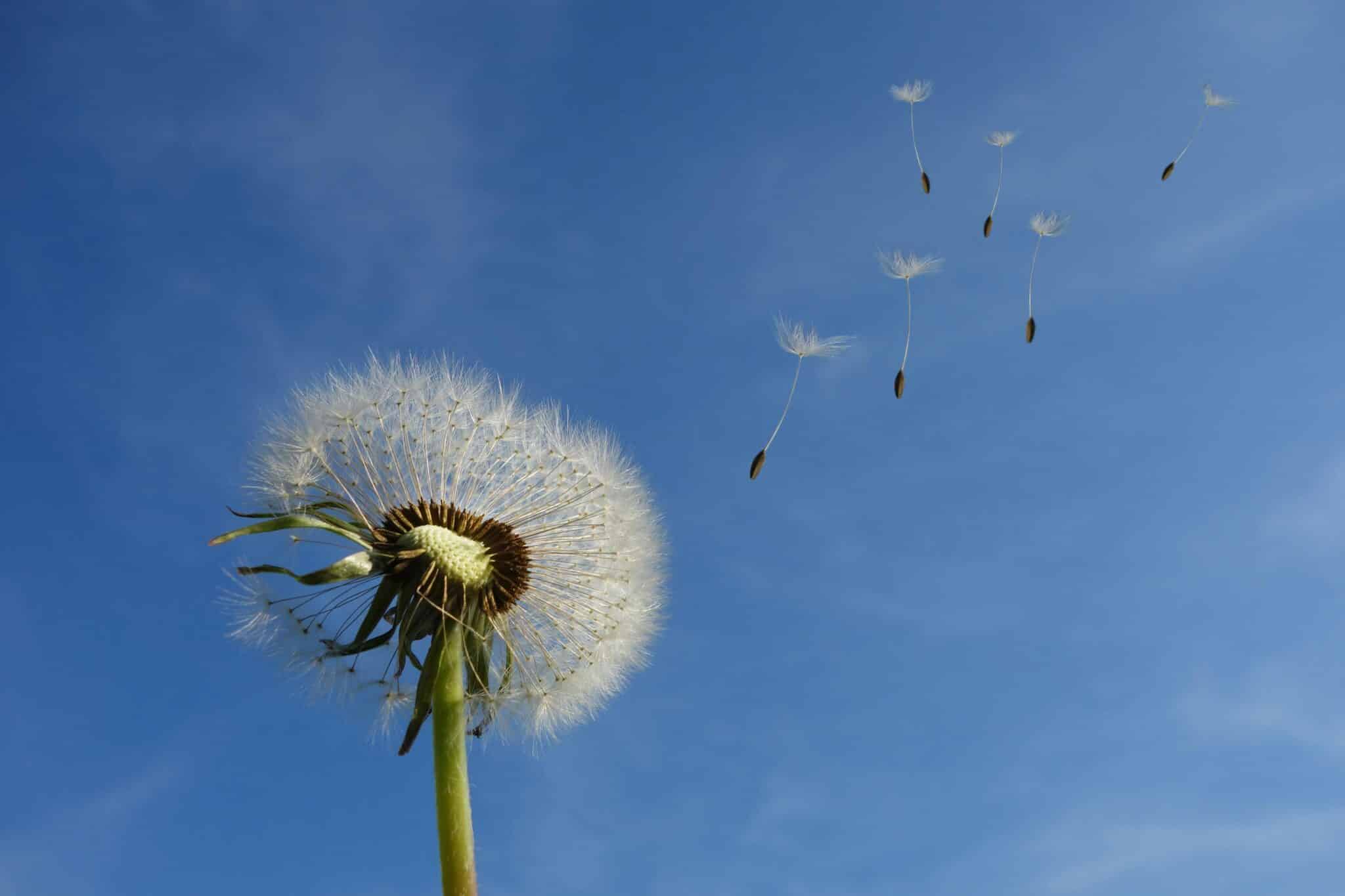 Dandelion puff on a windy day.